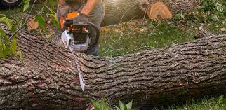 Best Tree Risk Assessment  in Waukon, IA