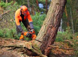 Seasonal Cleanup (Spring/Fall) in Waukon, IA