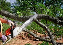 Best Hazardous Tree Removal  in Waukon, IA