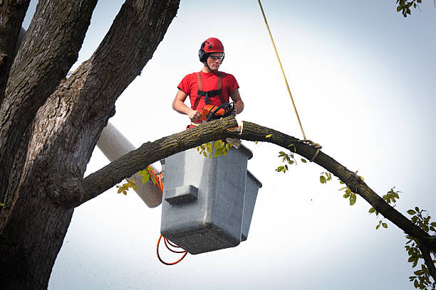 Best Leaf Removal  in Waukon, IA