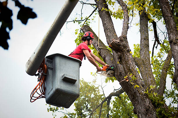 How Our Tree Care Process Works  in  Waukon, IA