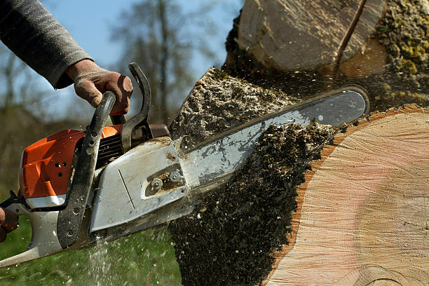 Best Tree Maintenance Programs  in Waukon, IA