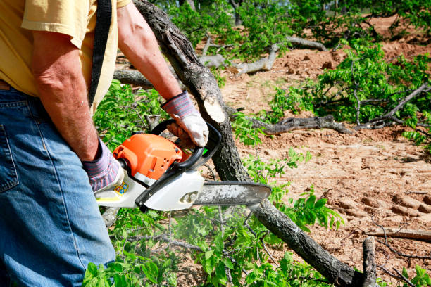 Best Palm Tree Trimming  in Waukon, IA